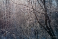 085_Biebrza - marzec 2013